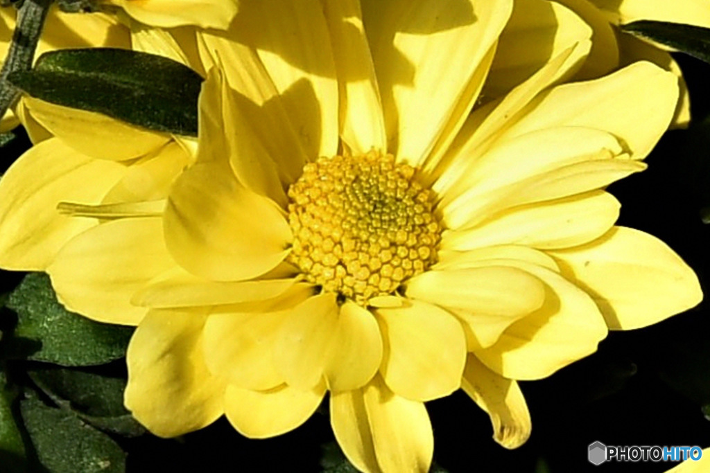 庭に咲いた小菊