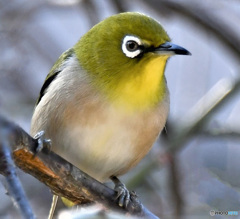 野山の鳥 メジ君  21-169   