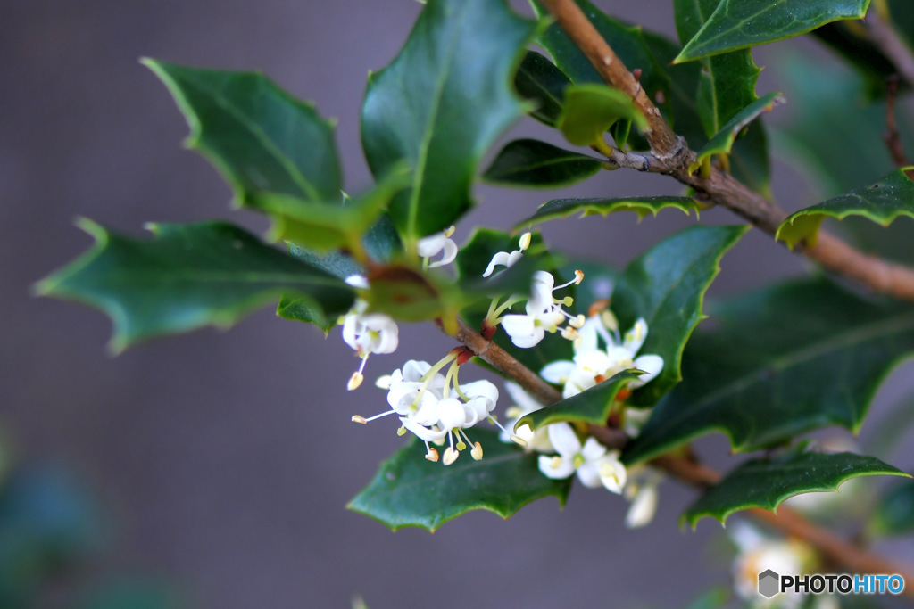 今季初の花が咲きました   柊の白い花  