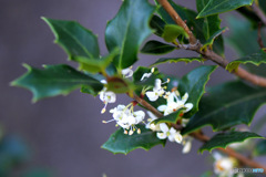 今季初の花が咲きました   柊の白い花  