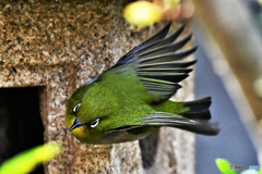 飛び出すメジ君 22-110