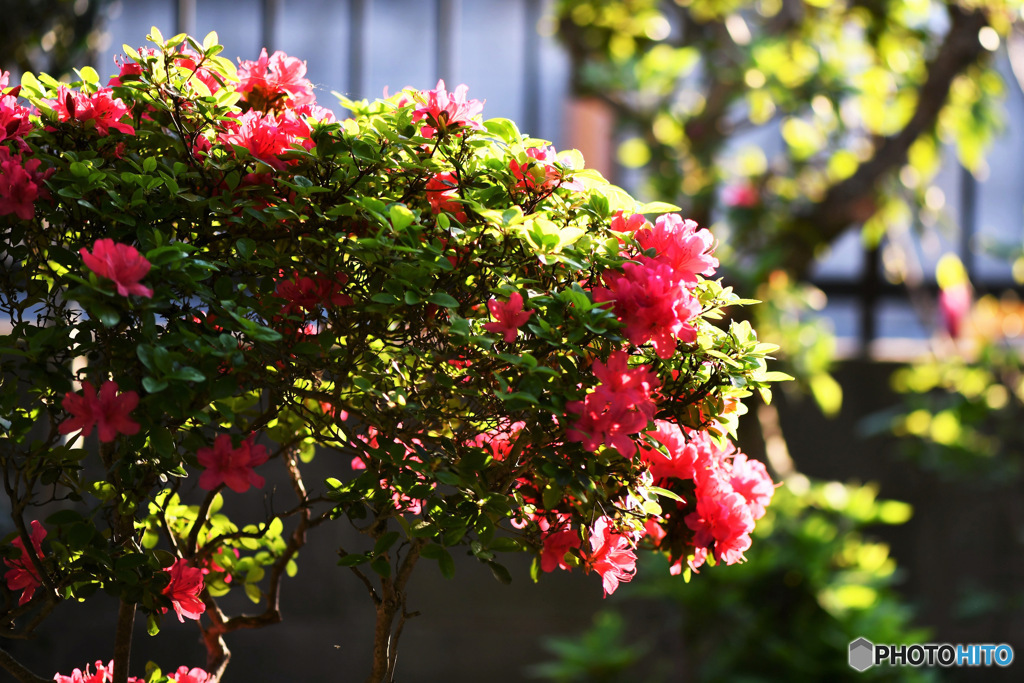 夕陽に照らされるツツジの花 23-131
