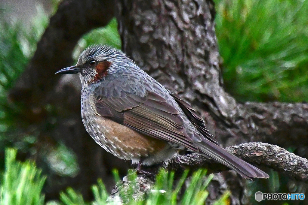 野山の鳥  ヒヨさん