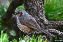 野山の鳥  ヒヨさん