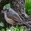 野山の鳥  ヒヨさん