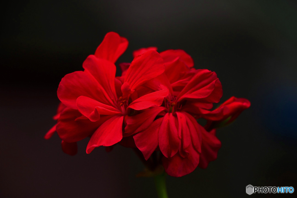 庭に咲いた花 23-308