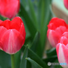 庭に咲いたチューリップの花