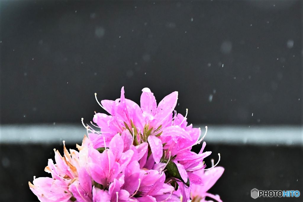 雨に降られるツツジの花 22-248  