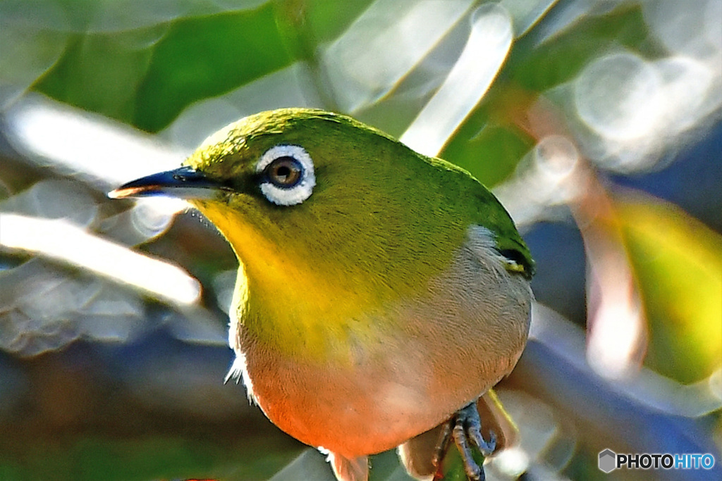 野山の鳥  21-306