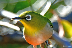 野山の鳥  21-306