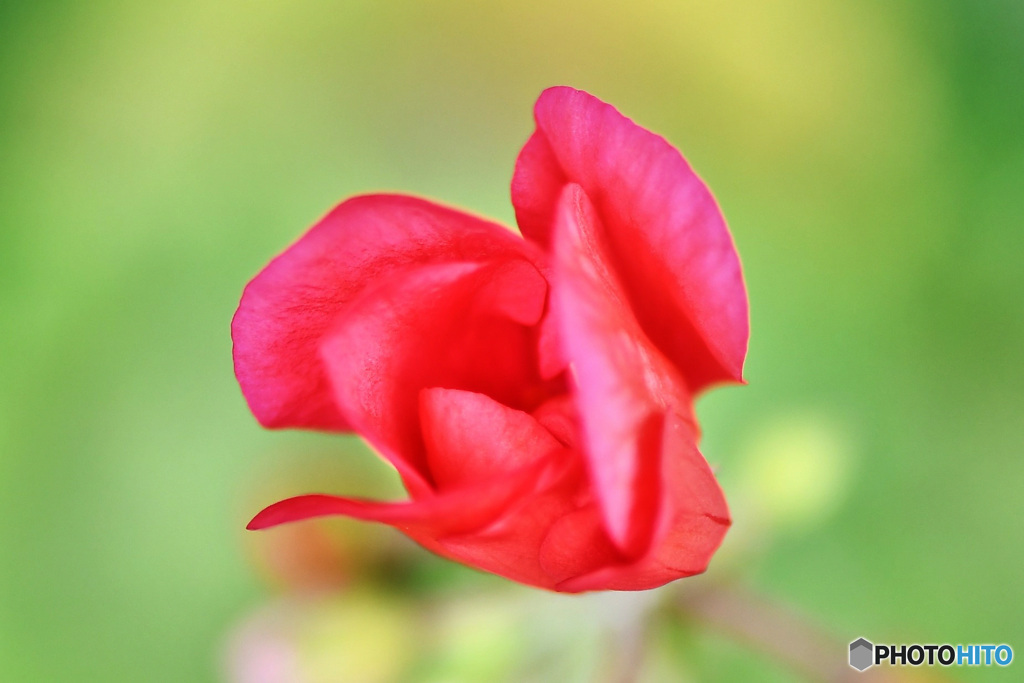 赤い花の蕾  21-458