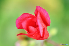 赤い花の蕾  21-458