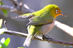 野山の鳥  メジ君