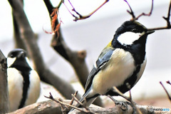野山の鳥  四十雀さんと・・