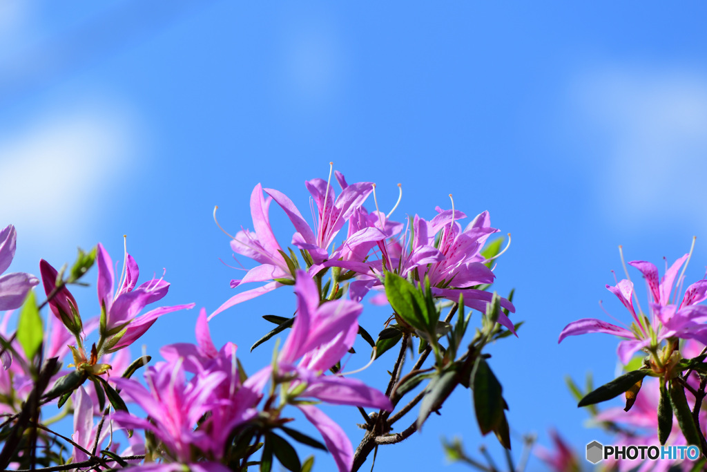 青空ともちつつじの花   21-257