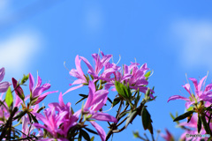 青空とつつじの花   21-257