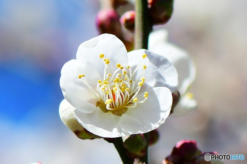  庭に咲いた白梅の花  