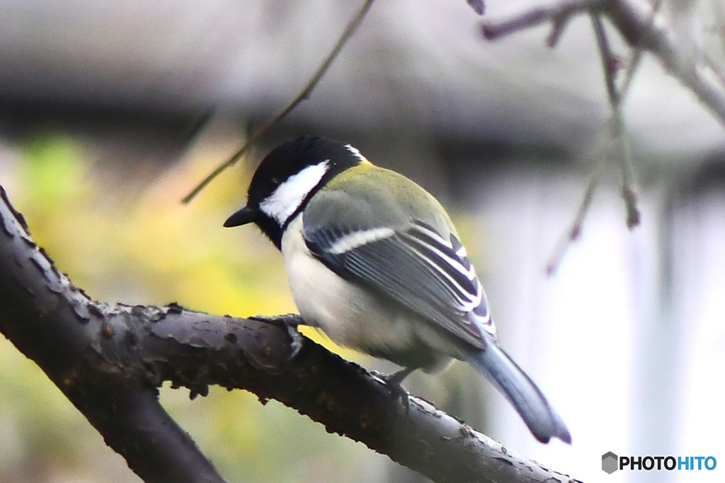 野山の鳥  シジュウカラ