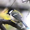 野山の鳥  シジュウカラ