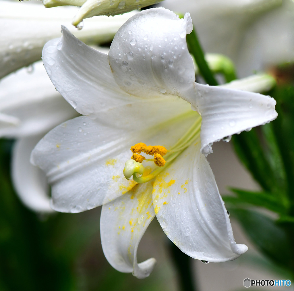 開花したゆりの花に雨垂れ 22-343