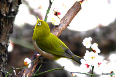 野山の鳥  メジロ 
