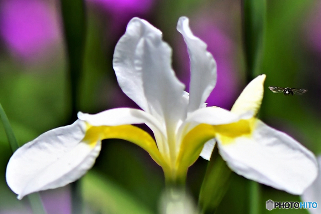 何か飛んでる⁉  21-519