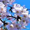 近くの公園に咲いた桜の花