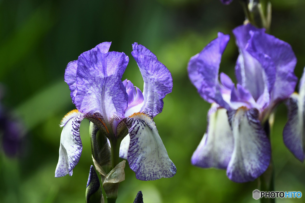 庭に咲いたジャーマンアイリスの花 23-157