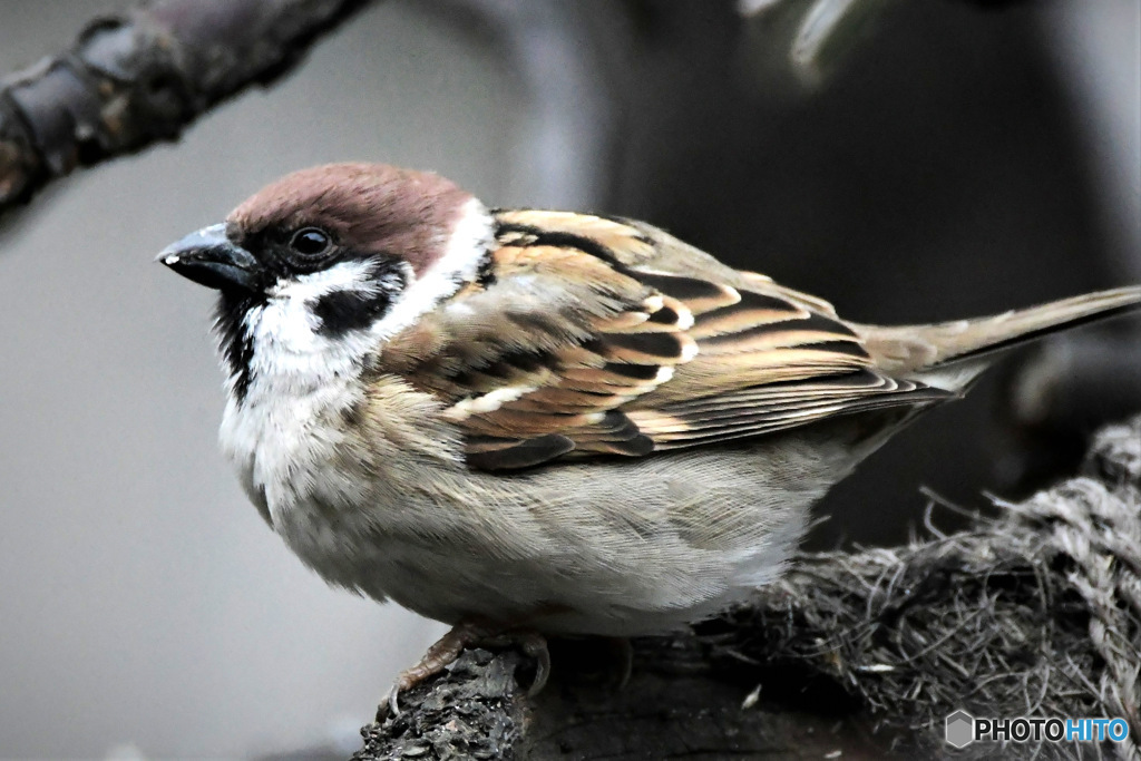 野山の鳥 23-042