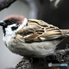 野山の鳥 23-042