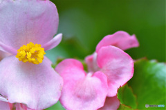 桃色の花  21-549