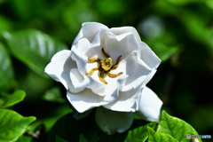 八重クチナシの花が咲きました  21-422 