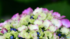 色づき始めたあじさいの花  