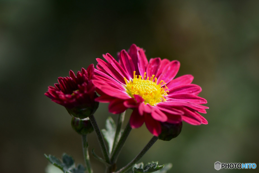 庭に咲いた小菊の花