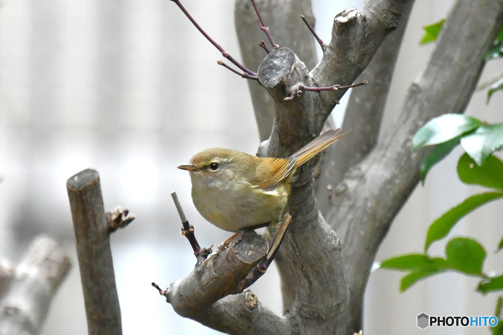 野山の鳥  ウグイス