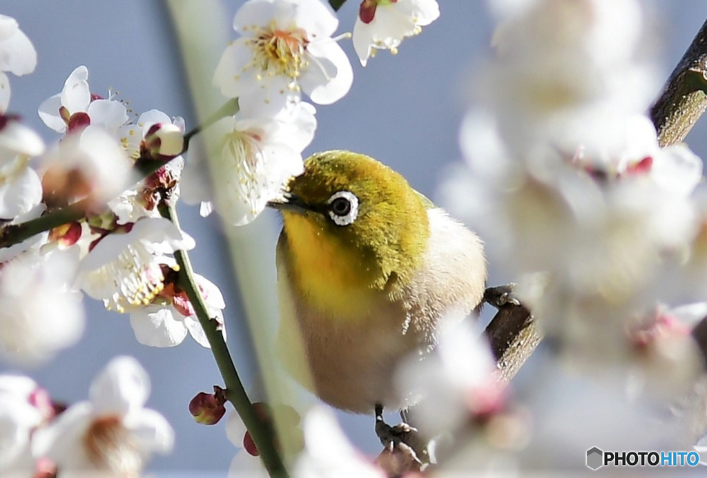 白梅の花とメジロ 23-078