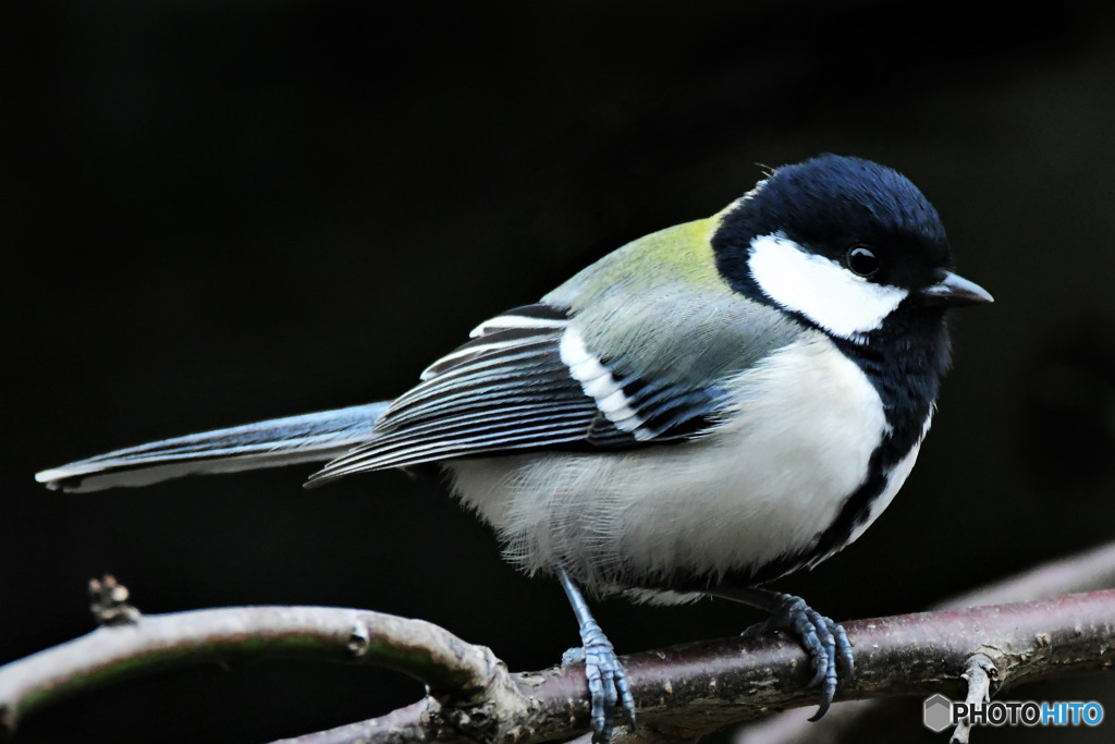野山の鳥 四十雀さん