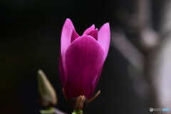  紫木蓮の花が一輪咲きました  