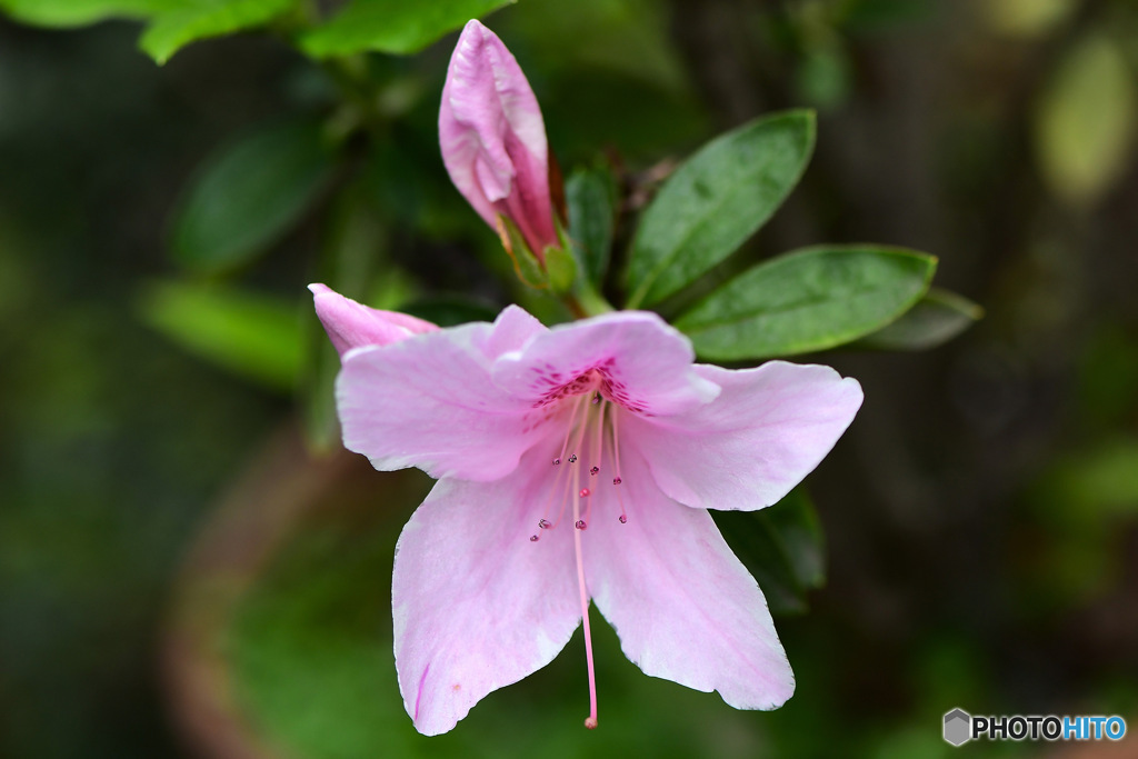 鉢植えに咲いた今年初のつつじ  