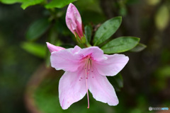 鉢植えに咲いた今年初のつつじ  