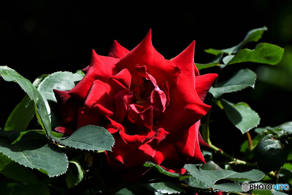 庭に咲いた赤いバラの花 23-229