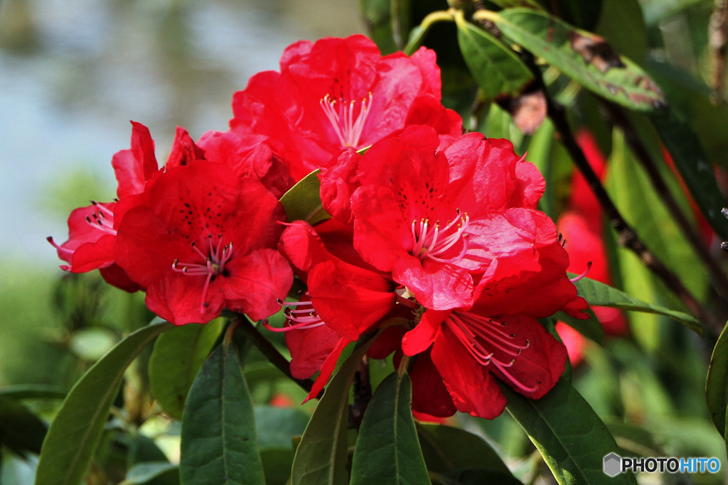 公園に咲いていた石楠花の花