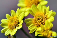 庭に咲いた黄色の菊の花 22-476 