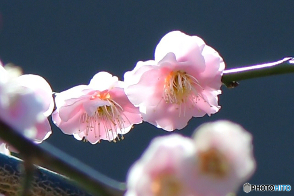 淡い色の紅梅の花  (透過)  