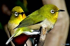 野山の鳥  363