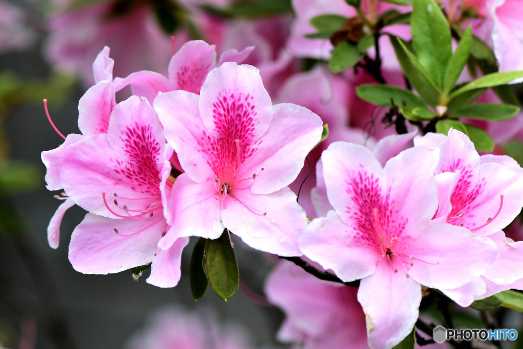 庭に咲いたつつじの花