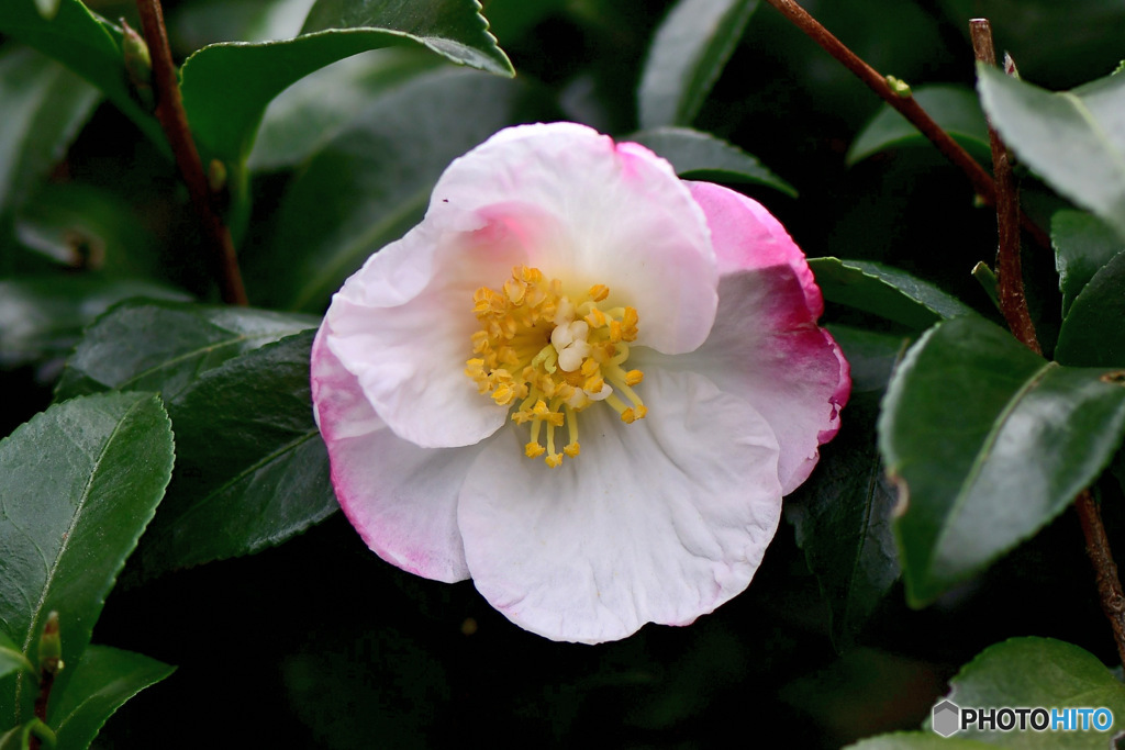 今年も咲いたサザンカの花 