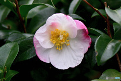 今年も咲いたサザンカの花 