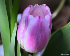  庭に咲いた春の花  