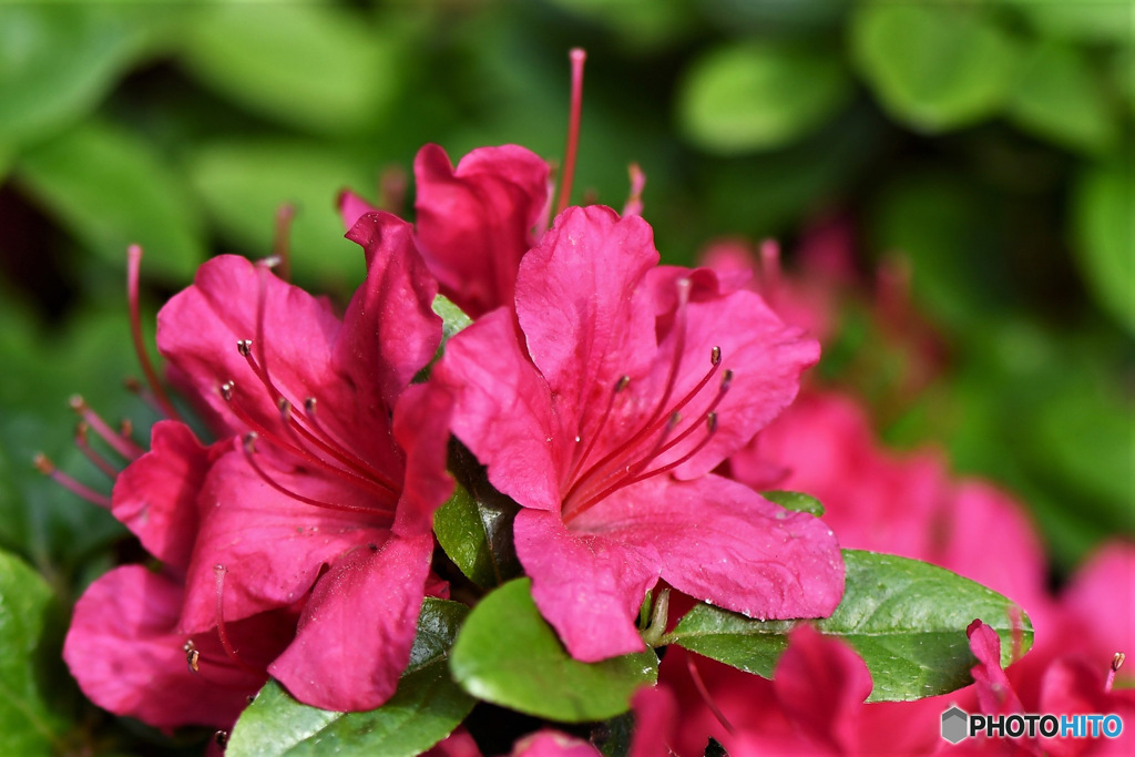庭に咲いたつつじの花 23-141